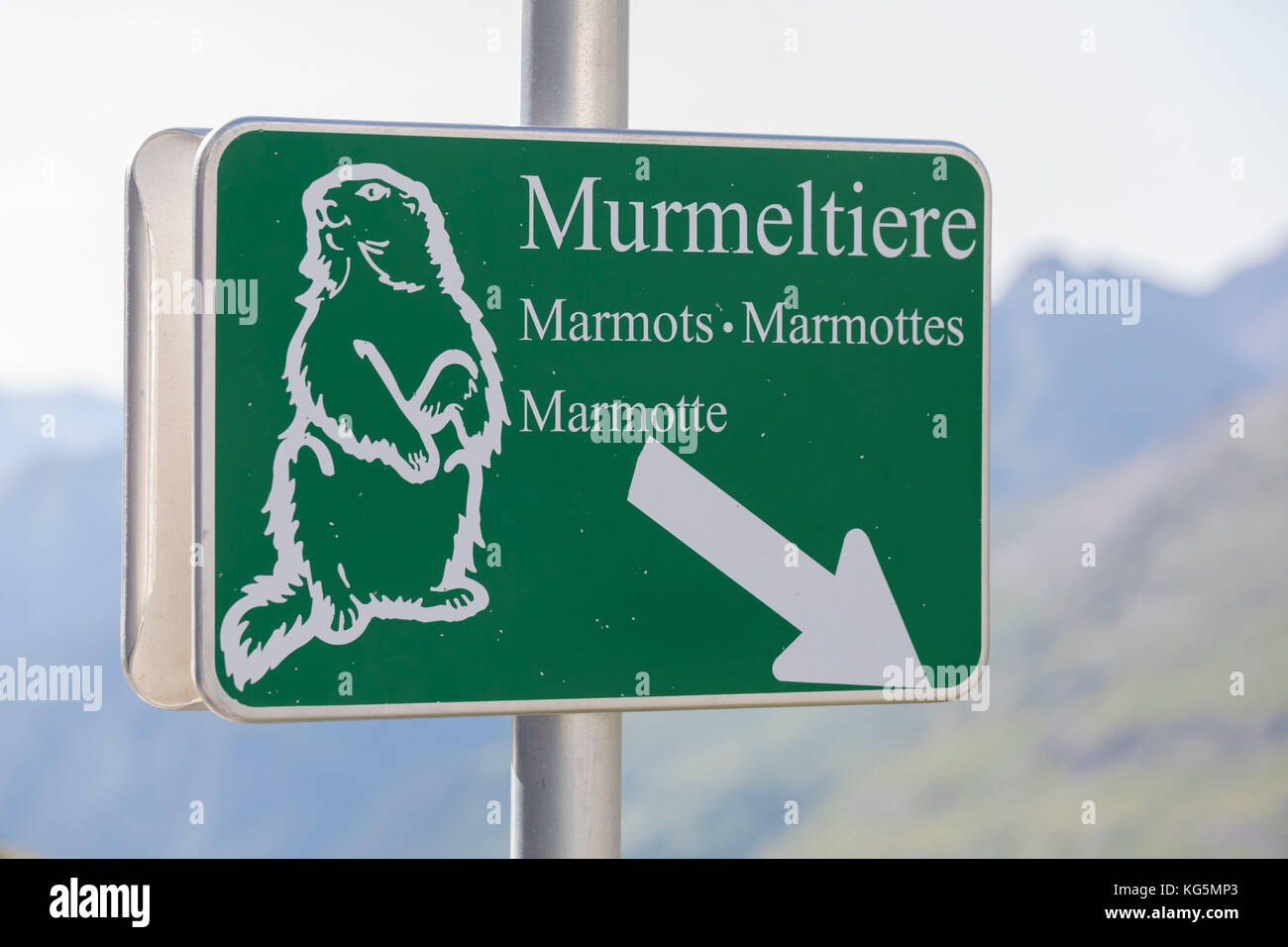 Zeichen Murmeltiere, Deutsch für Marmot oder Murmeltier, Großglockner Hochalpenstraße, Hochalpenstraße, Österreich Stockfoto