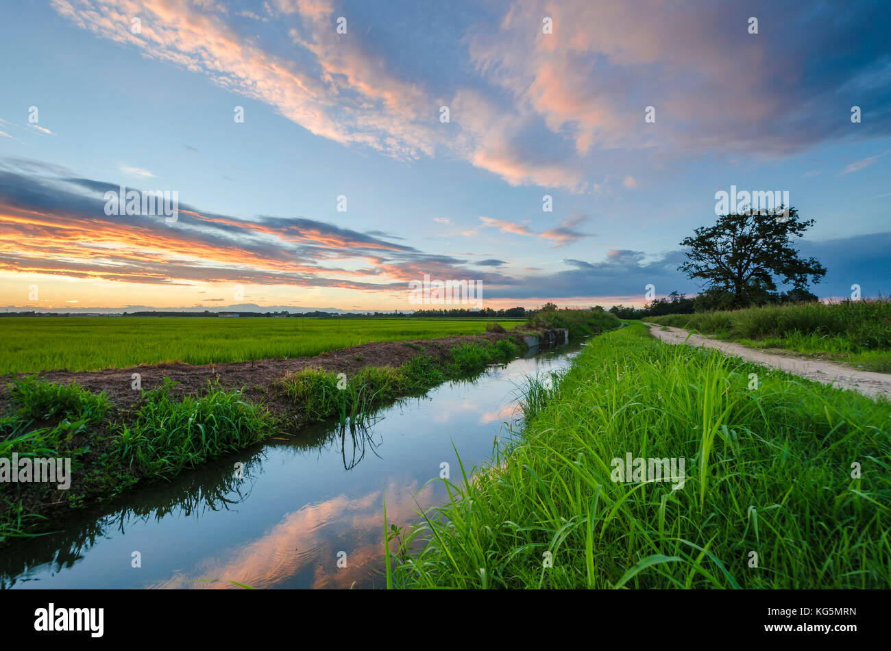 Felder im Sommer Sonnenuntergang, Lomellina, Provinz Pavia, Lombardei, Italien Stockfoto