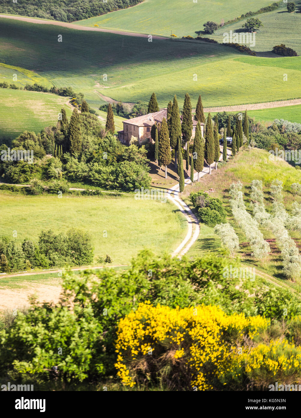 Die berühmten Podere Belvedere unter der Sonneneinstrahlung, mit grünen Hügeln. Val d'Orcia, in der Provinz von Siena, Toskana, Italien. Stockfoto