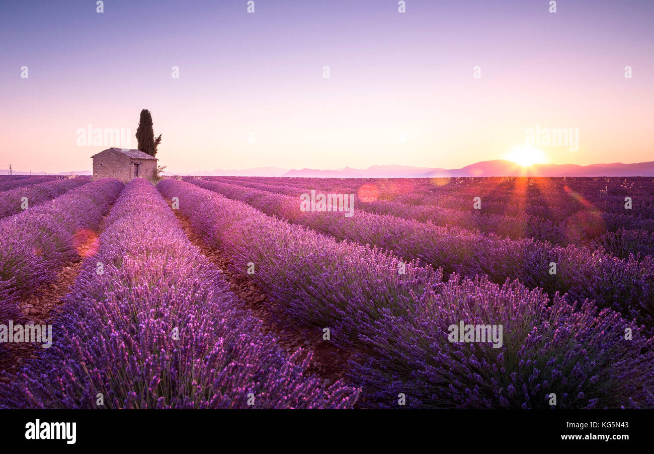 Sonnenaufgang in Plateau de Valensole, Provence - Cote d'Azur, Frankreich Stockfoto