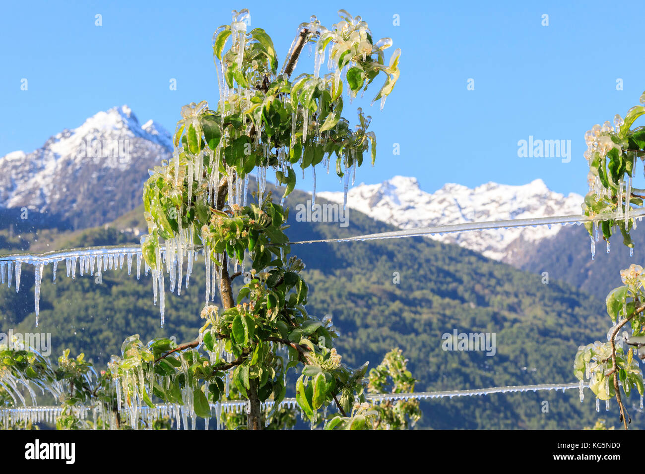 Blue Sky auf die apfelplantagen mit Eis im Frühjahr Villa von tirano sondrio Provinz valtellina Lombardei, Italien Europa Stockfoto