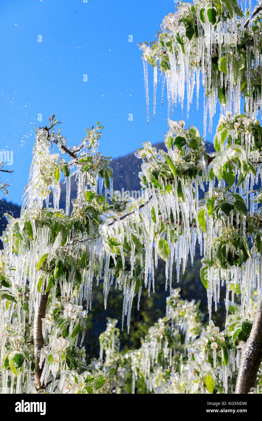 Blue Sky auf die apfelplantagen mit Eis im Frühjahr Villa von tirano sondrio Provinz valtellina Lombardei, Italien Europa Stockfoto