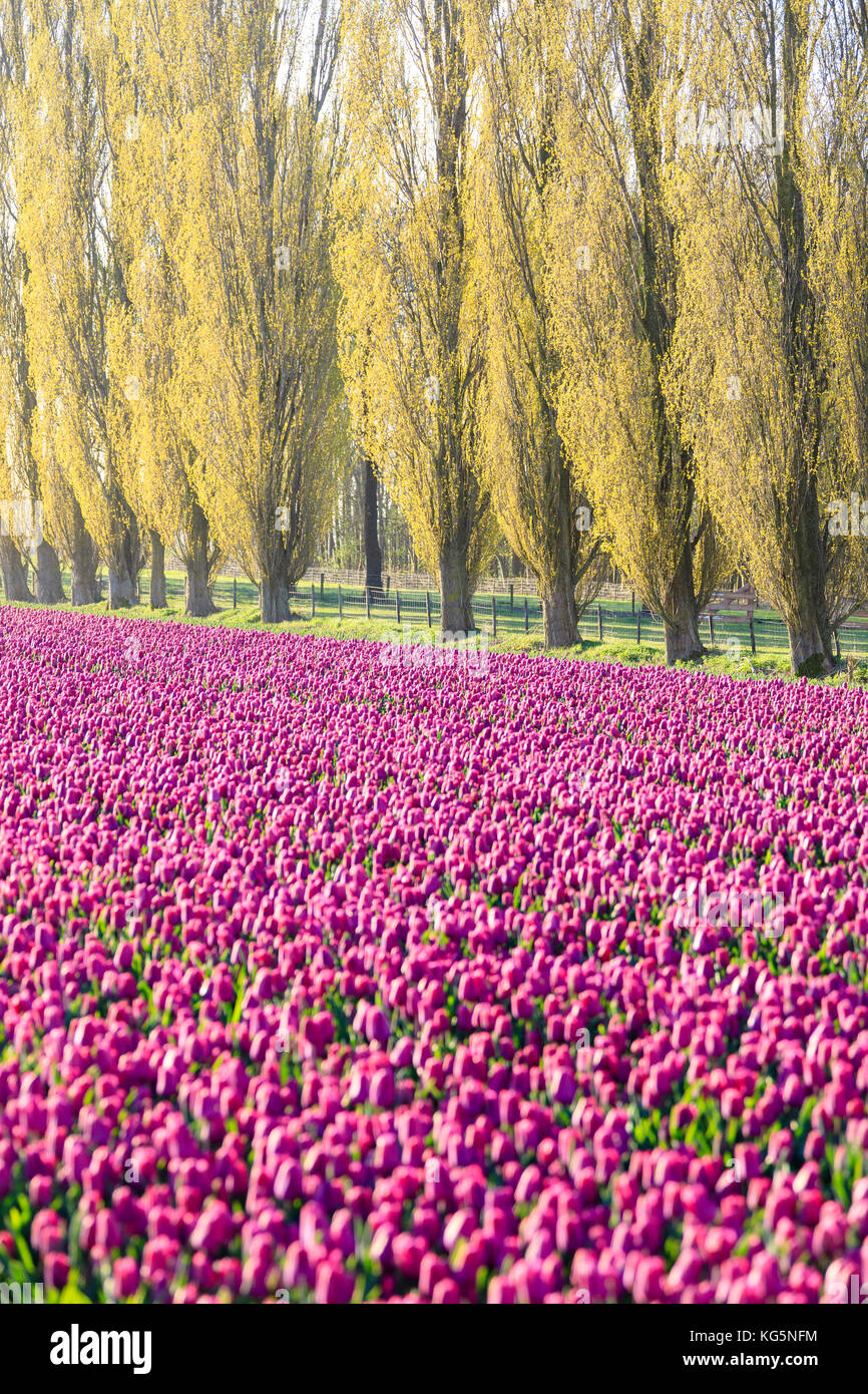 Die bunten Felder der Tulpen in voller Blüte Frames die Bäume in der Landschaft in der Morgendämmerung de Rijp alkmaar Nord Holland Europa Stockfoto