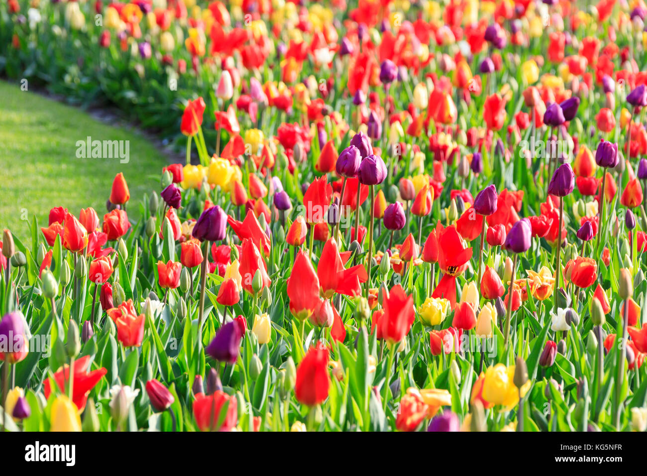 Bunte Tulpen in Blüte am Botanischen Garten Keukenhof Lisse South Holland Niederlande Europa Stockfoto