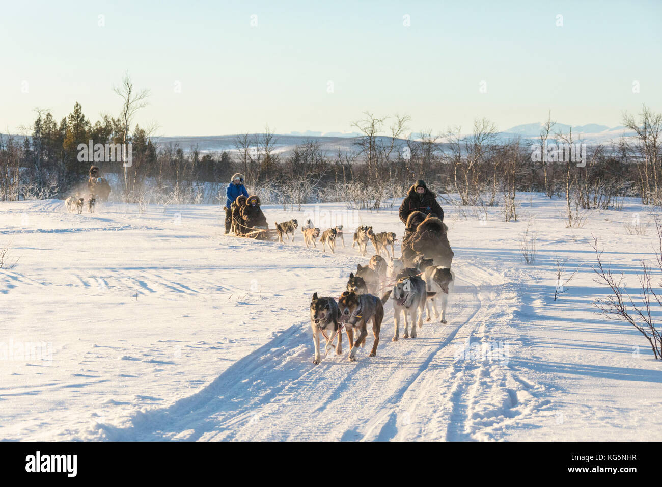 Hundeschlitten in die verschneite Landschaft von Kiruna, Norrbottens Län, Lappland, Schweden Stockfoto
