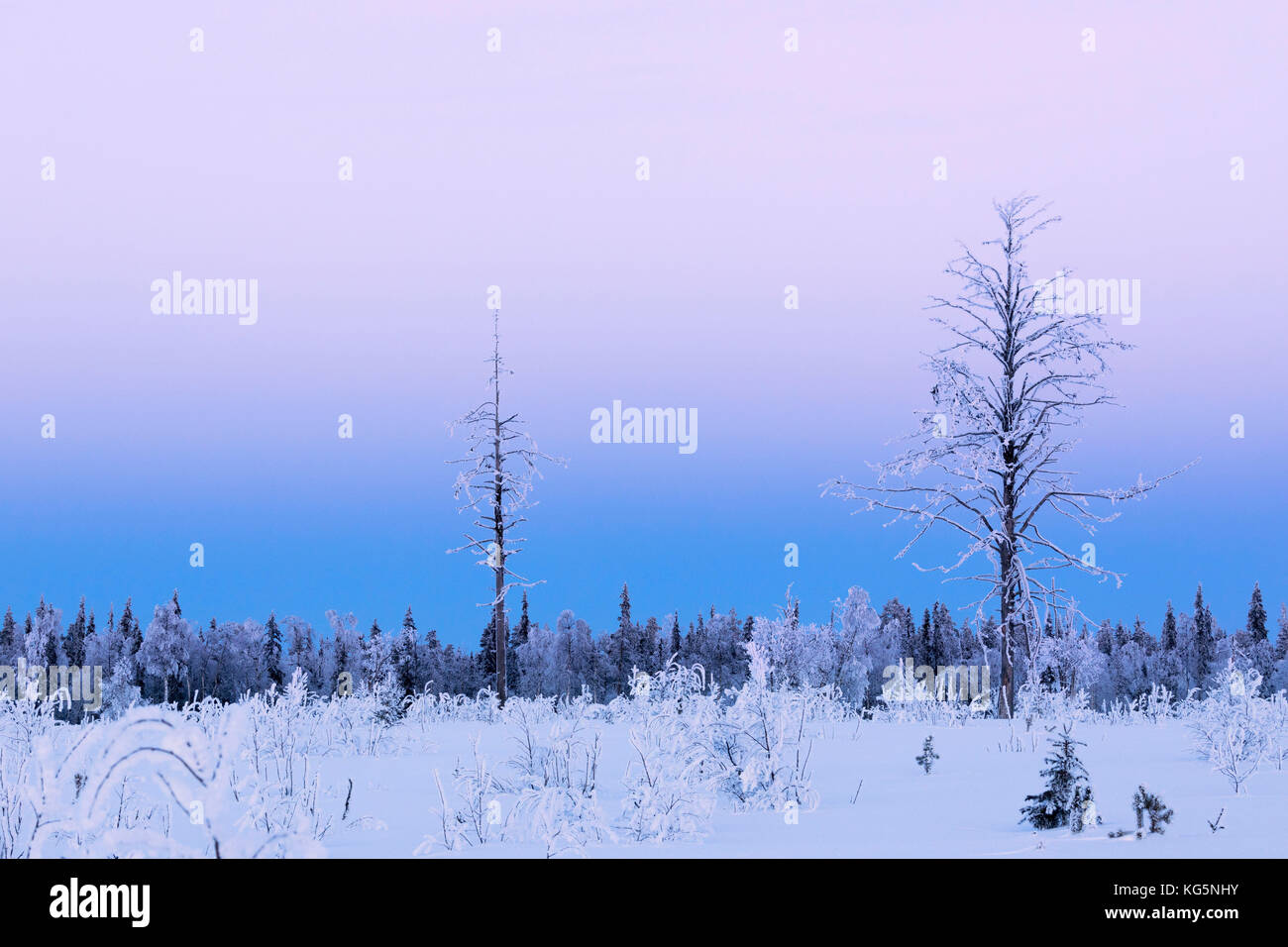Rosa Himmel bei Sonnenuntergang auf den borealen Wald (Taiga), Kiruna, Norrbottens Län, Lappland, Schweden Stockfoto
