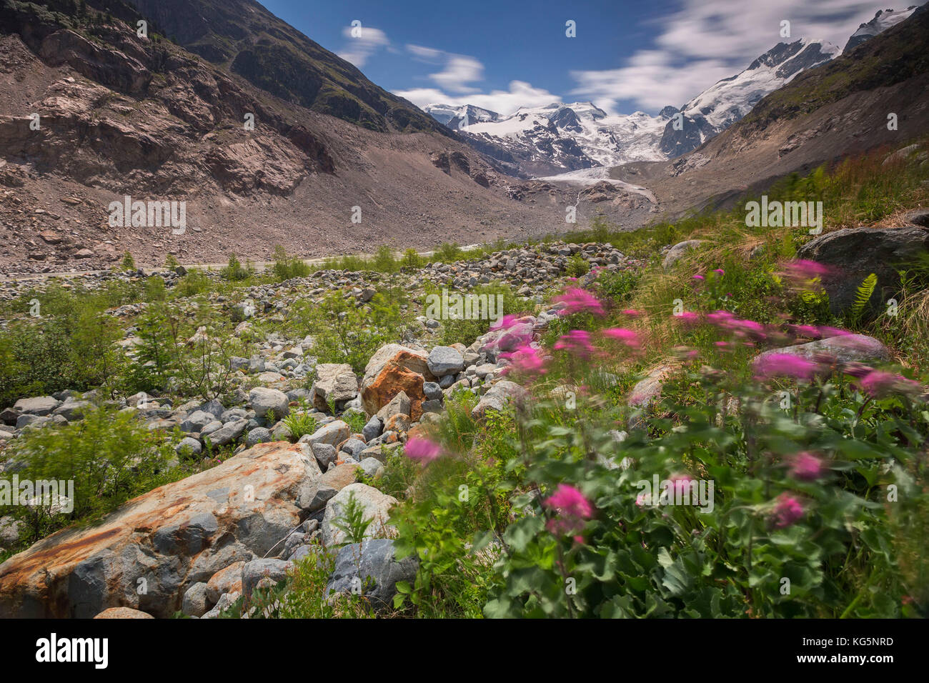 Engadin Blumen Stockfotos und -bilder Kaufen - Alamy