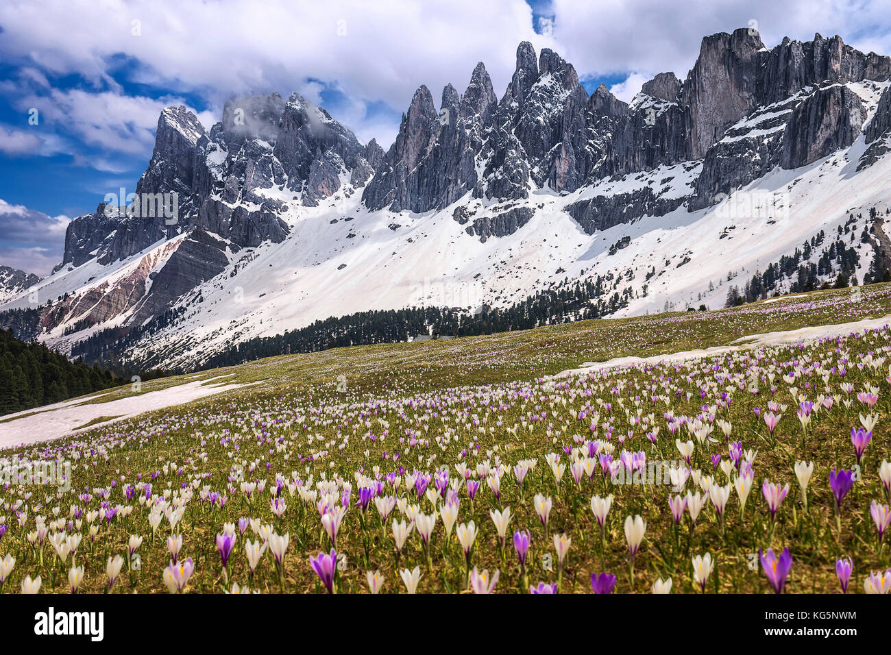 Krokusse blühen auf den Wiesen des Funes Tal, geisler Dolomiten, Südtirol, Trentino Alto Adige, Provinz Bozen, Italien, Europa Stockfoto