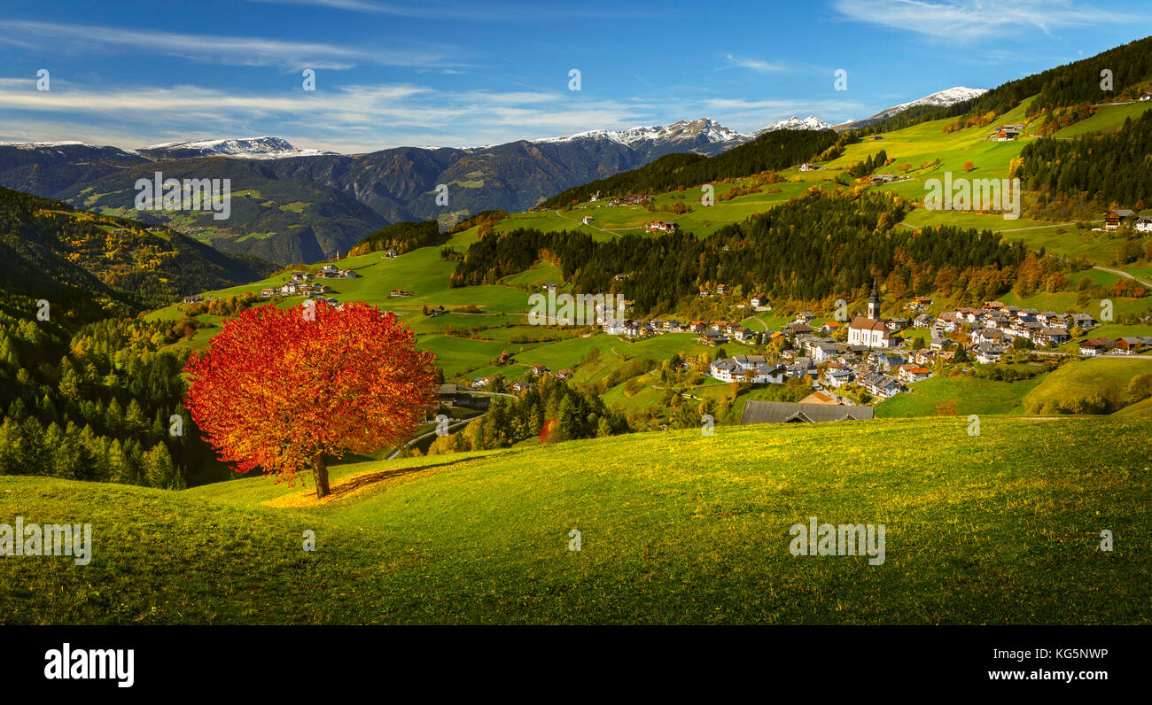 Herbst Kirschbaum und San Pietro Dorf im Hintergrund, Villnösser Tal, Südtirol, Trentino Alto Adige, Provinz Bozen, Italien, Europa Stockfoto