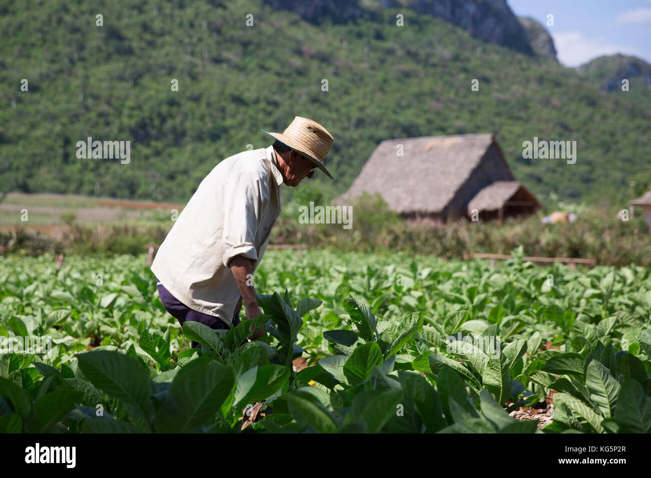 Kuba, Republik Kuba, Mittelamerika, Karibische Insel. Havanna. Tabakfarm in Pinal dal Rio, Mann, Mann bei der Arbeit Stockfoto