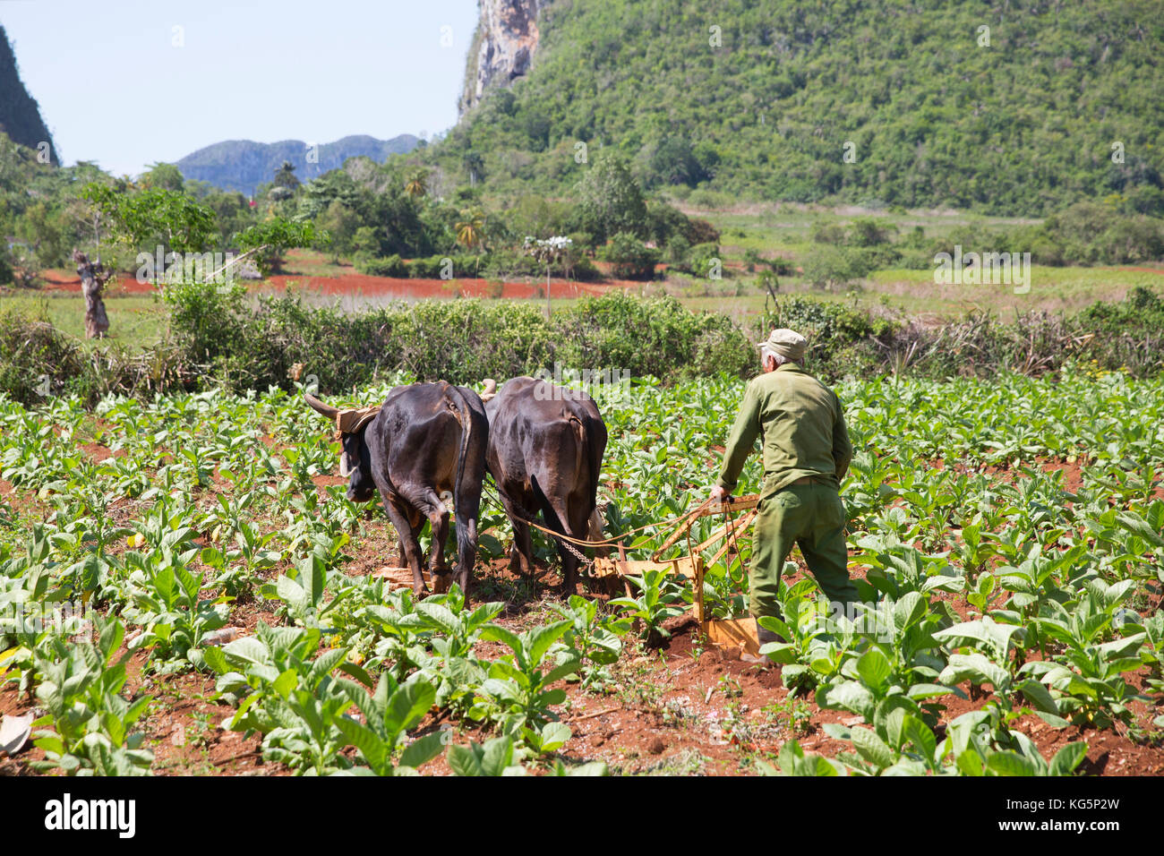 Kuba, Republik Kuba, Mittelamerika, Karibische Insel. Havanna. Tabakfarm in Pinal dal Rio, Kuh, Kühe bei der Arbeit, Mann, Mann bei der Arbeit. Stockfoto