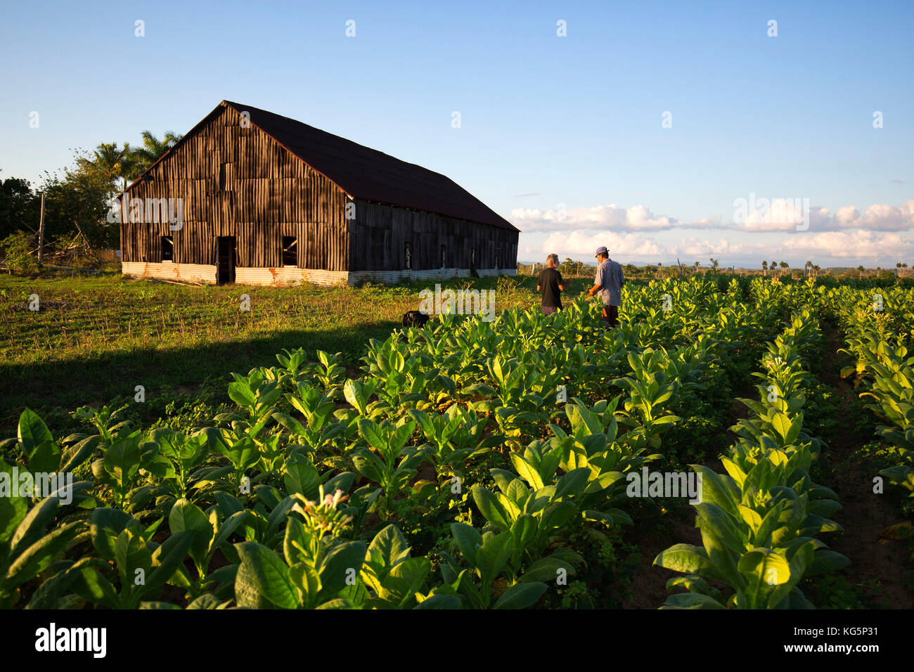 Kuba, Republik Kuba, Mittelamerika, Karibische Insel. Havanna. Tabakfarm in Pinal dal Rio, Mann, Mann bei der Arbeit. Stockfoto