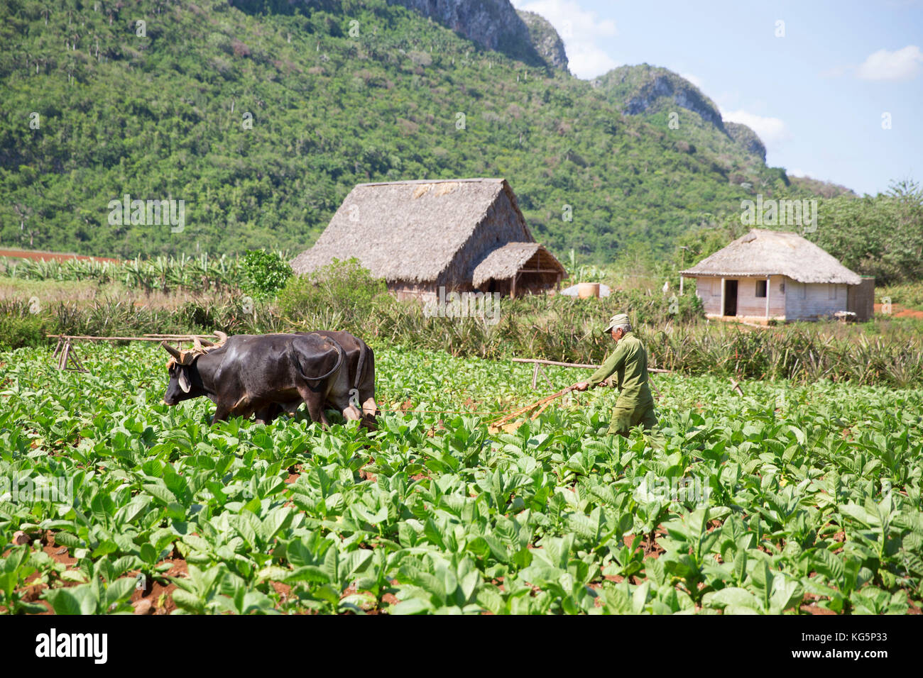 Kuba, Republik Kuba, Mittelamerika, Karibische Insel. Havanna. Tabakfarm in Pinal dal Rio, Kuh, Kühe bei der Arbeit, Mann, Mann bei der Arbeit. Stockfoto