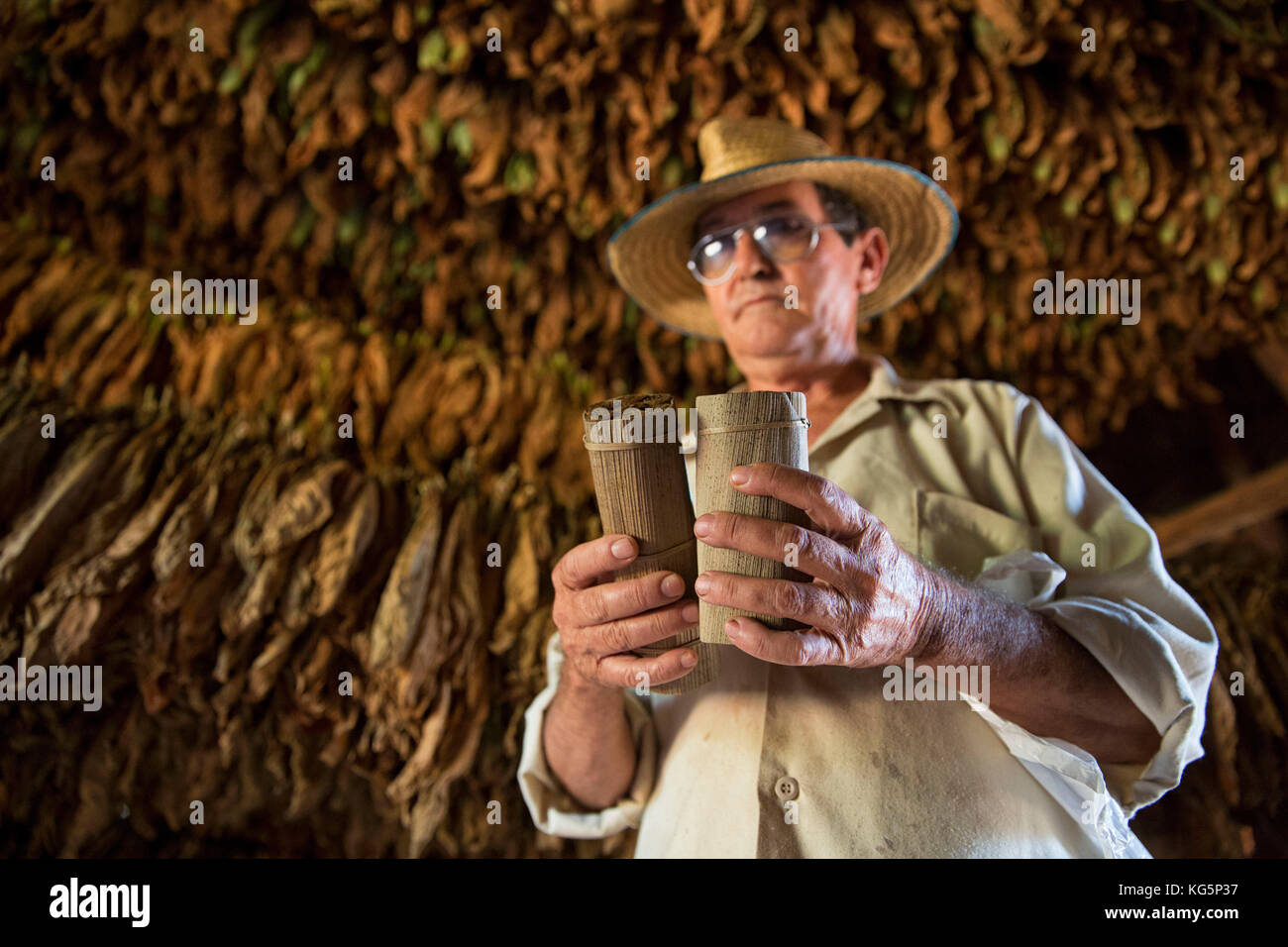 Kuba, Republik Kuba, Mittelamerika, Karibische Insel. Havanna. Tabakfarm in Pinal dal Rio, Mann bei der Arbeit Stockfoto