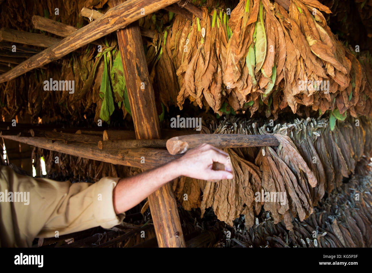 Kuba, Republik Kuba, Mittelamerika, Karibische Insel. Havanna. Tabakfarm in Pinal dal Rio, Mann bei der Arbeit Stockfoto