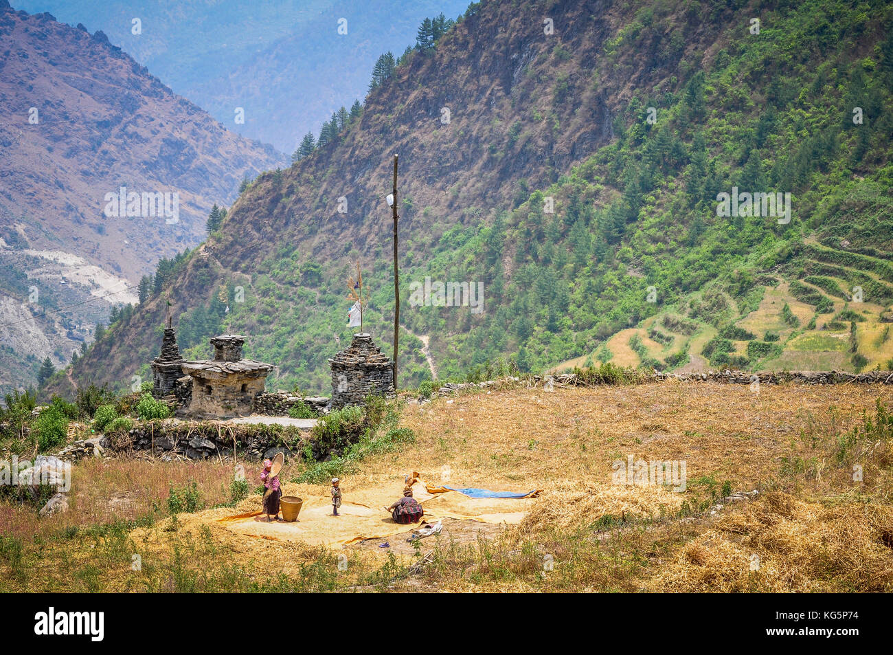 Auf den Feldern arbeiten, Rasuwa District, bagmati Region, Nepal, Asien Stockfoto