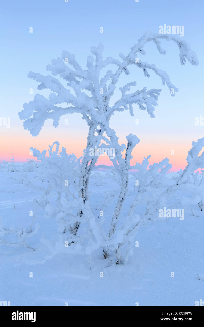 Pflanzen Eis verkrusteten in einem unbewohnten Gebiet in Lappland. Norbottens Riskgransen, Ian, Lappland, Schweden, Europa Stockfoto
