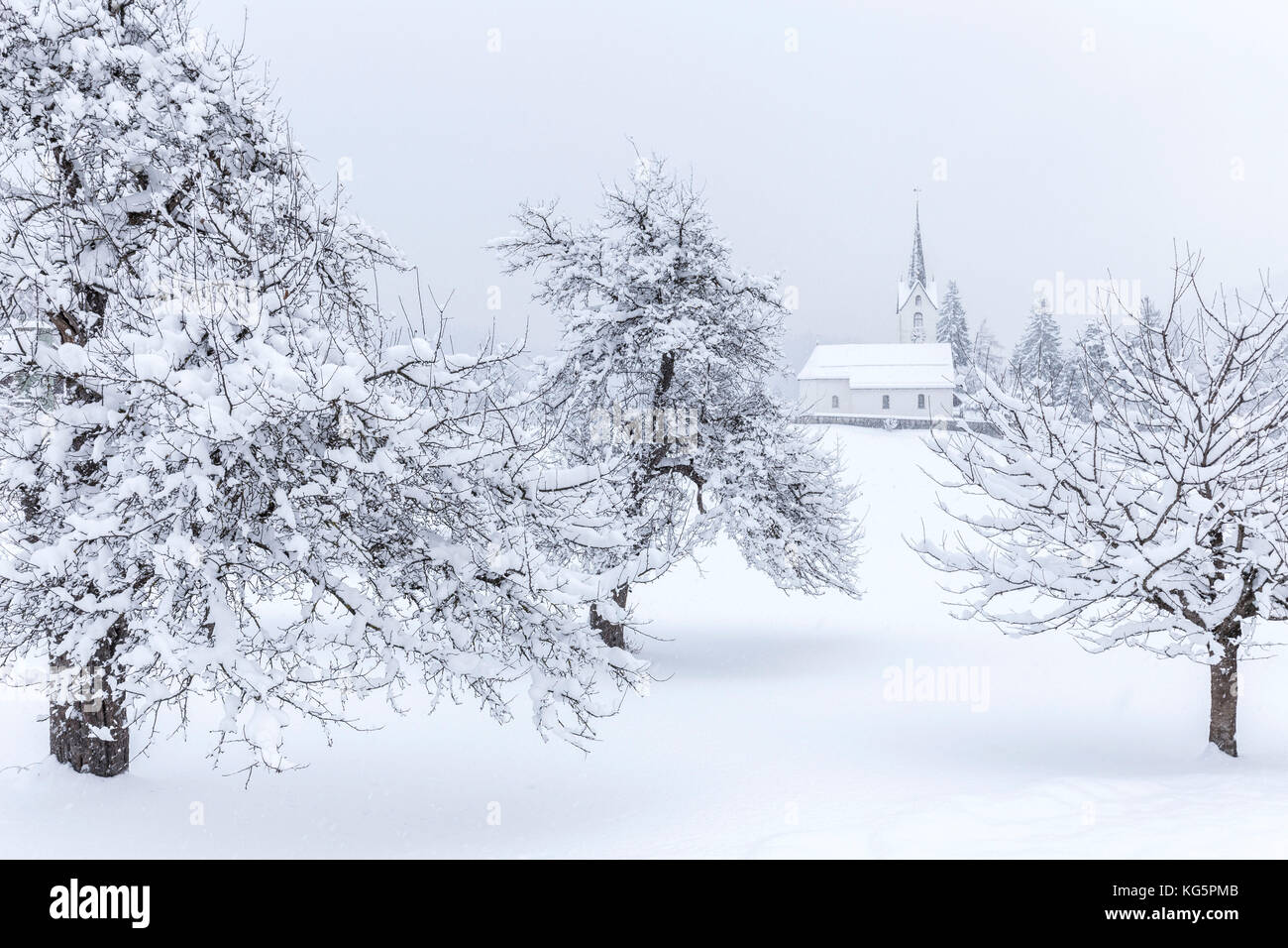 Kirche von Versam unter den schneebedeckten Bäumen. Versam, Safiental, Surselva, Graubünden, Schweiz, Europa Stockfoto