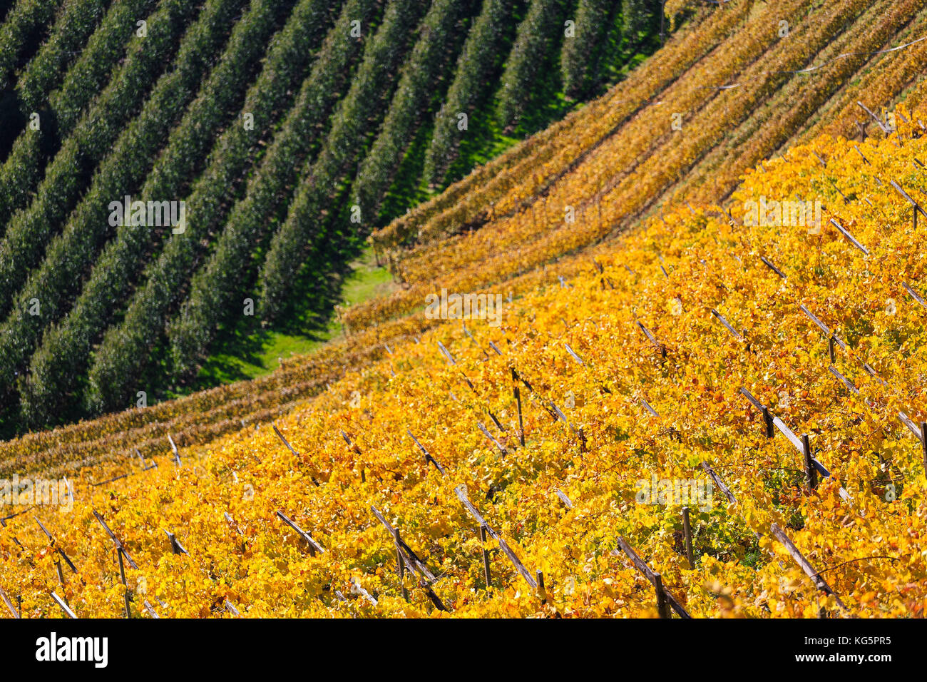 Zoom auf Weinberge und Apfelplantagen im Herbst. Meran, Vinschgau, Südtirol, Italien, EuropaMeran, Vinschgau, Südtirol, Italien, Europa Stockfoto