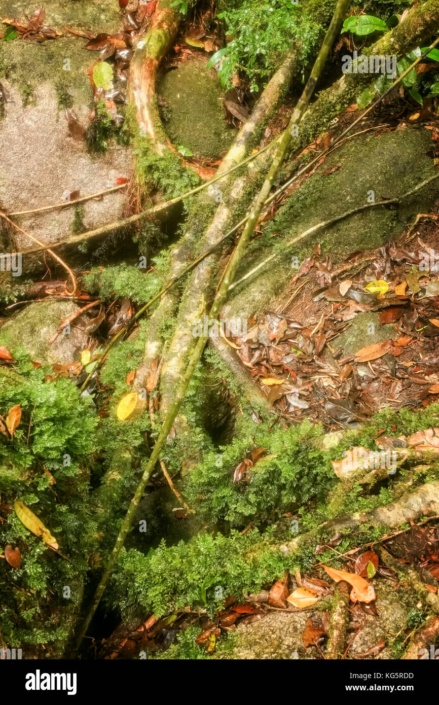 Abstrakte Wurzeln auf Moos bedeckt Felsen, Zypern Stockfoto