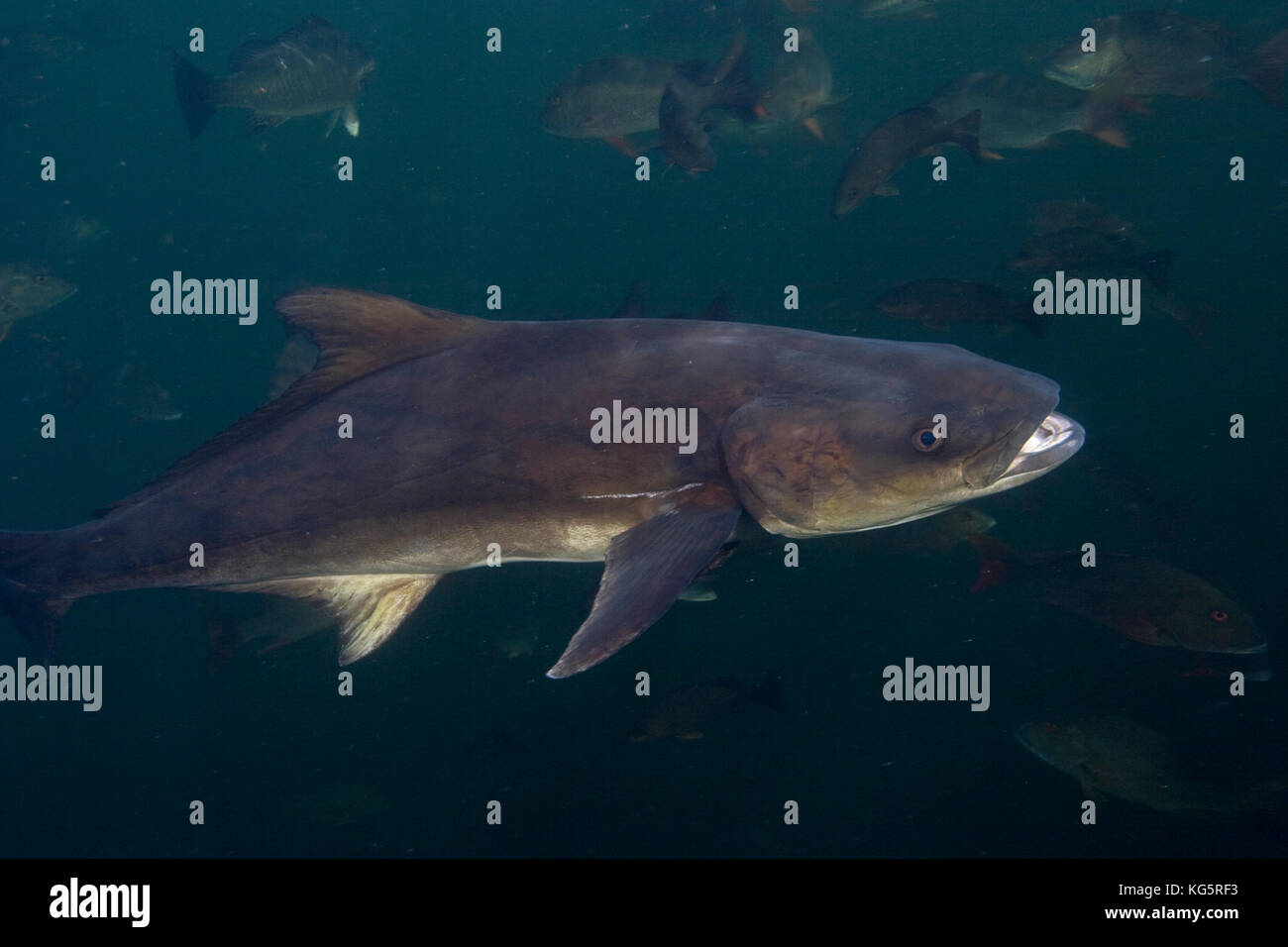 Cobia, Rachycentron canadum Stockfoto