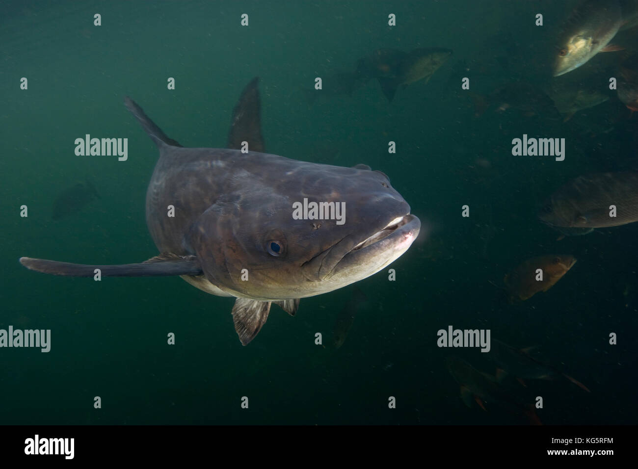 Cobia, Rachycentron canadum Stockfoto