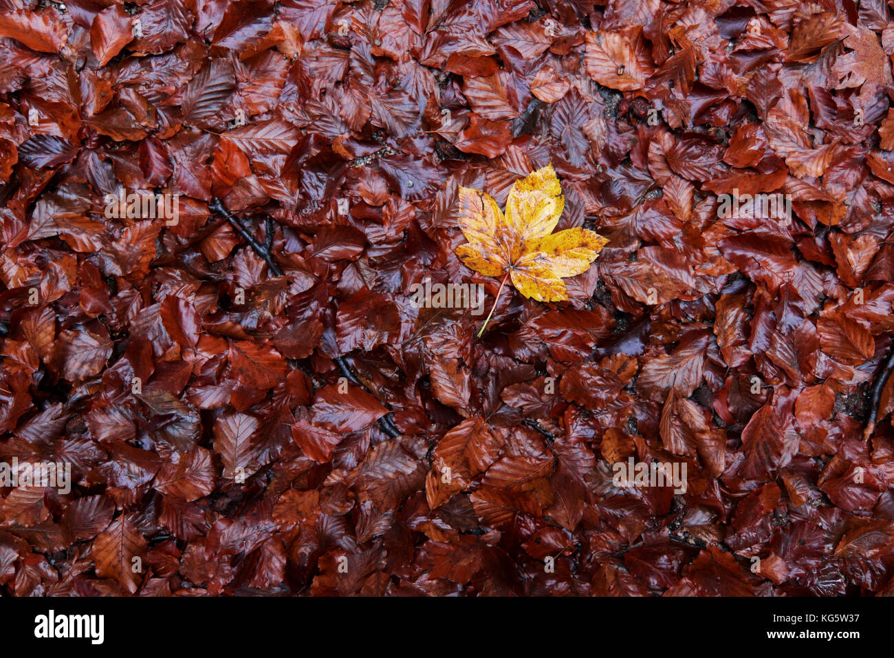 Nasse gefallenen Blätter im Herbst - Detail Stockfoto