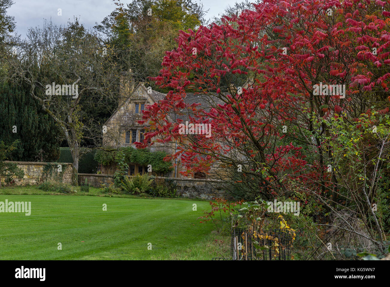 Cotswold Cottage mit roten Blättern. Baum im Vordergrund. Stockfoto