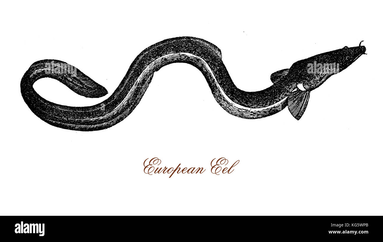 Vintage-Gravur des europäischen Aals, eines kritisch gefährdeten Wanderschlangenfisches, der eine Länge von etwa 60-80 cm erreichen kann. Stockfoto