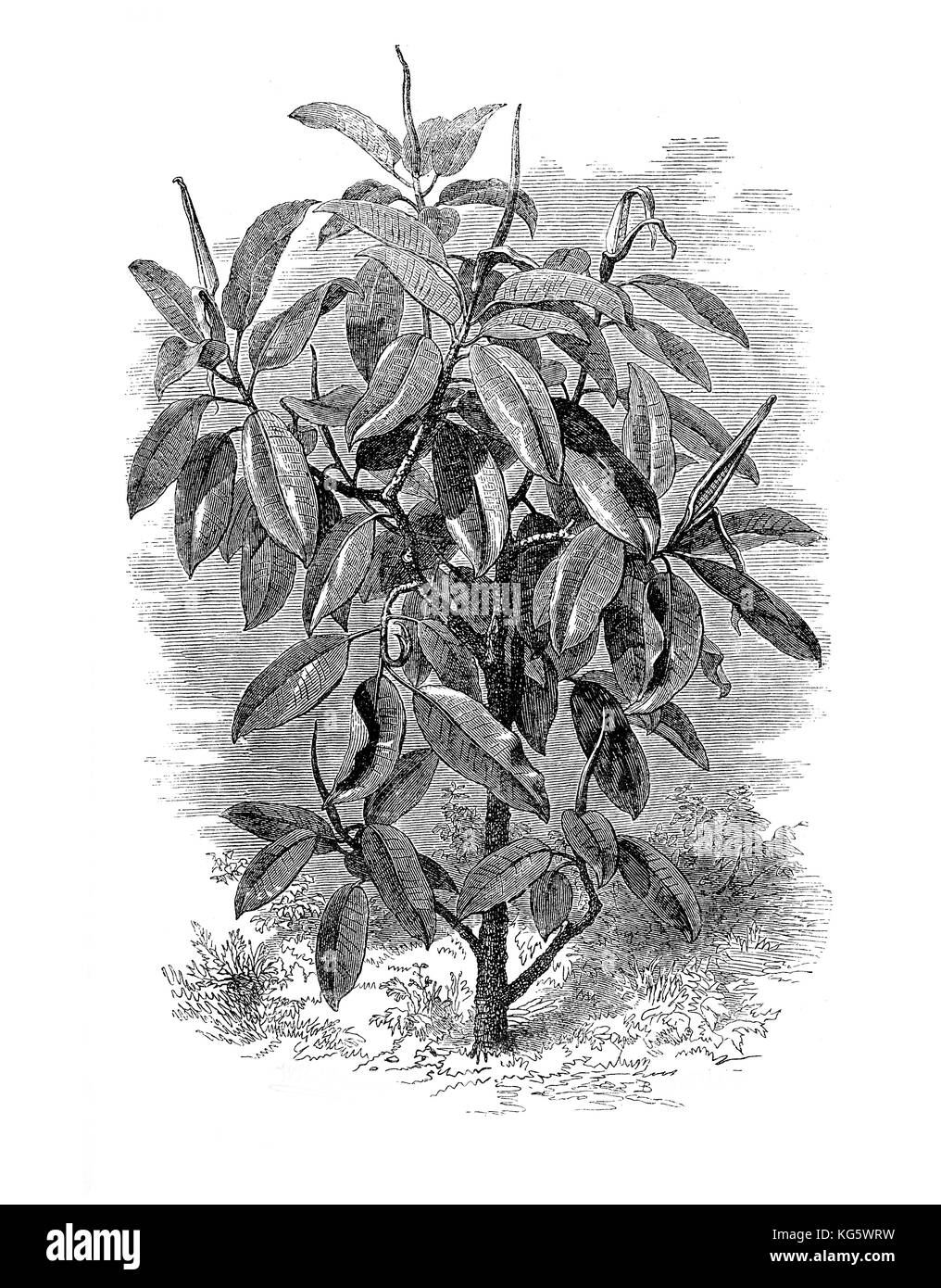 Illustration von Ficus elastica aus dem 19. Jahrhundert, einem großen Baum und einer Zierpflanze, die in der Vergangenheit verwendet wurde, um Gummi aus seinem Latex herzustellen Stockfoto