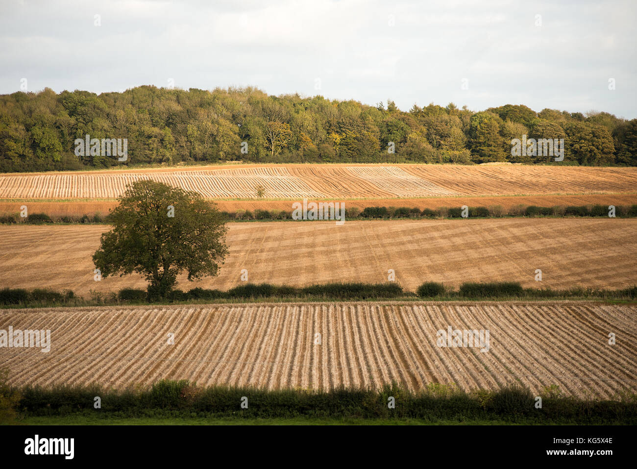 Gepflügt und abgeernteten Feldern auf einem Hügel mit einem Baum und Wald Hintergrund. Stockfoto