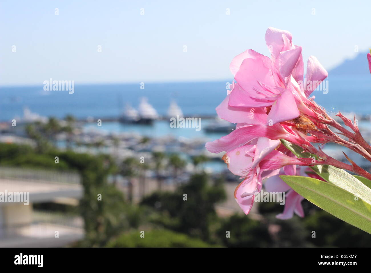 Foto eines oleander Blume auf einem Balkon in Cannes, Frankreich Stockfoto