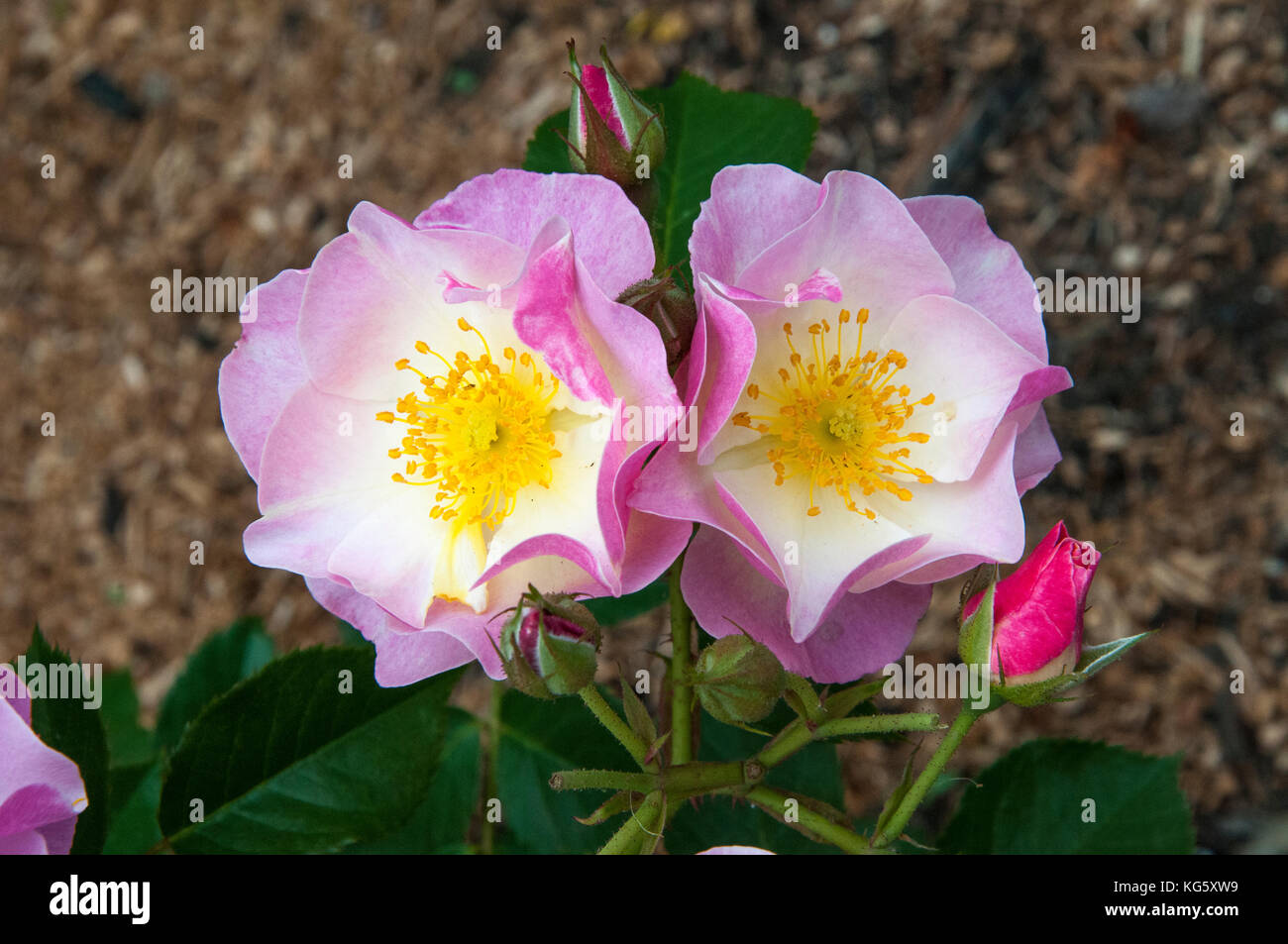 Briar Rose oder Sweet Briar (Rosa rubiginosa) Stockfoto