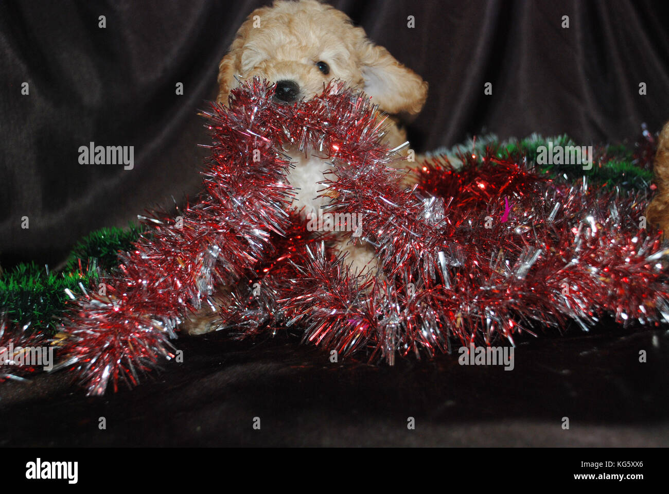 Hunde Welpen carouse, neues Jahr, das Symbol des Jahres, chinesisches Horoskop. Stockfoto