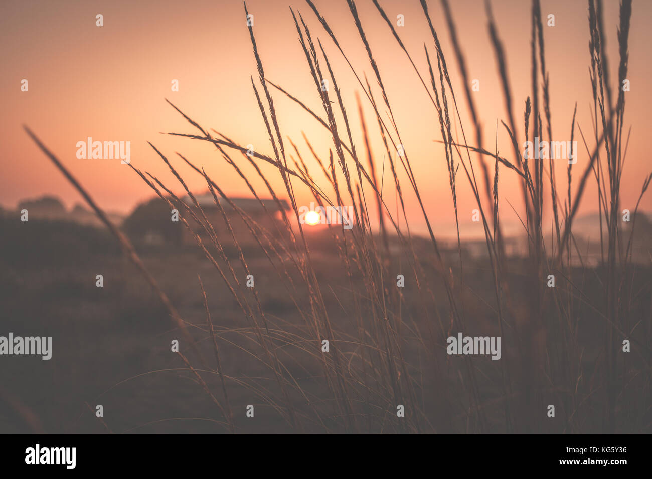 Sunrise (Dämmerung, Dämmerung) am Strand bei Ada Bojana, Montenegro, Fluss Bojana, durch den Strand Gras, während Sun unscharf ist Stockfoto