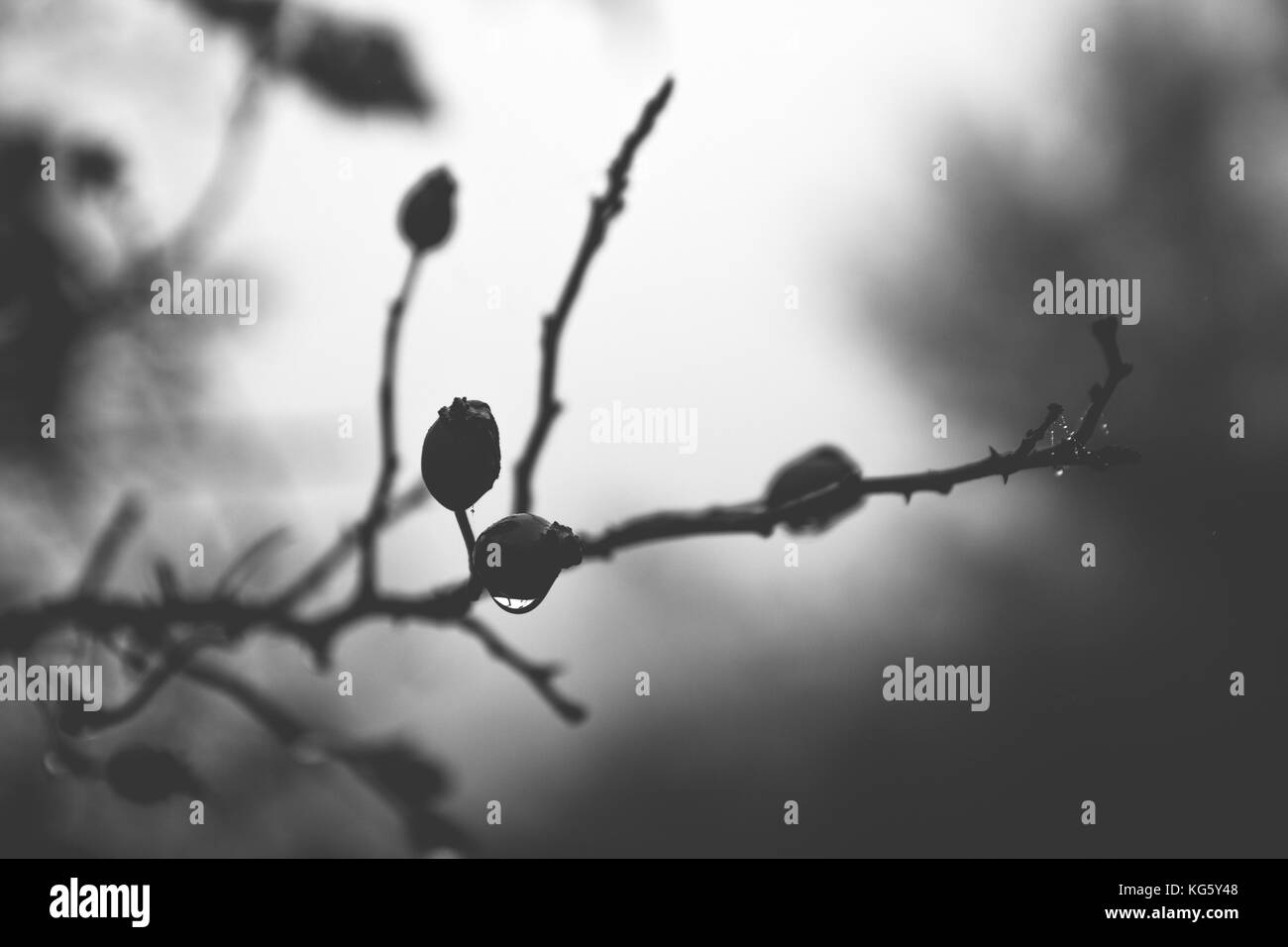 Schwarz-weiß Foto von Wild Rose (Rosa Canina) mit einem Regentropfen auf einer Rose hip Stockfoto