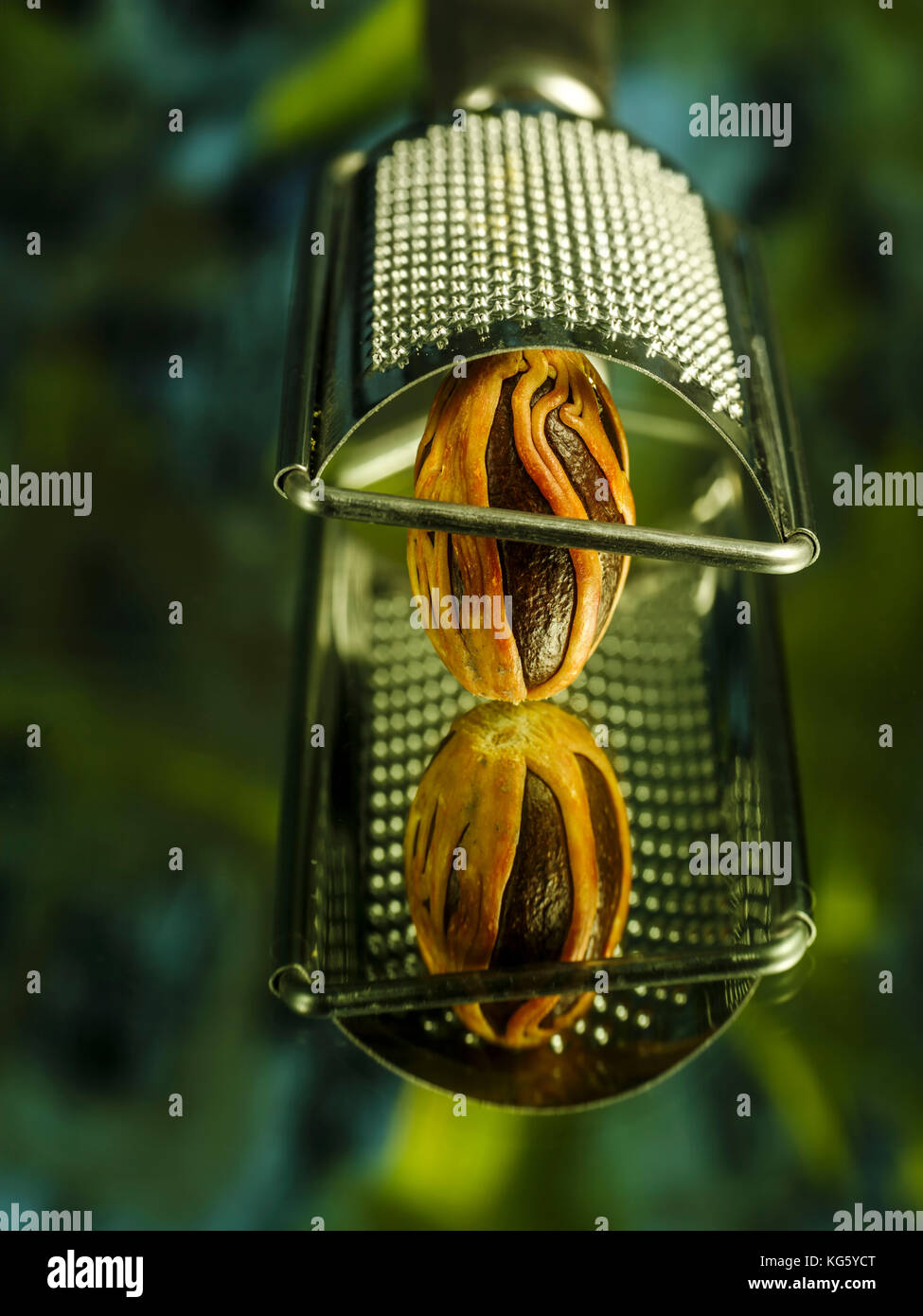 Muskatnuss und reibe Still Life Stockfoto