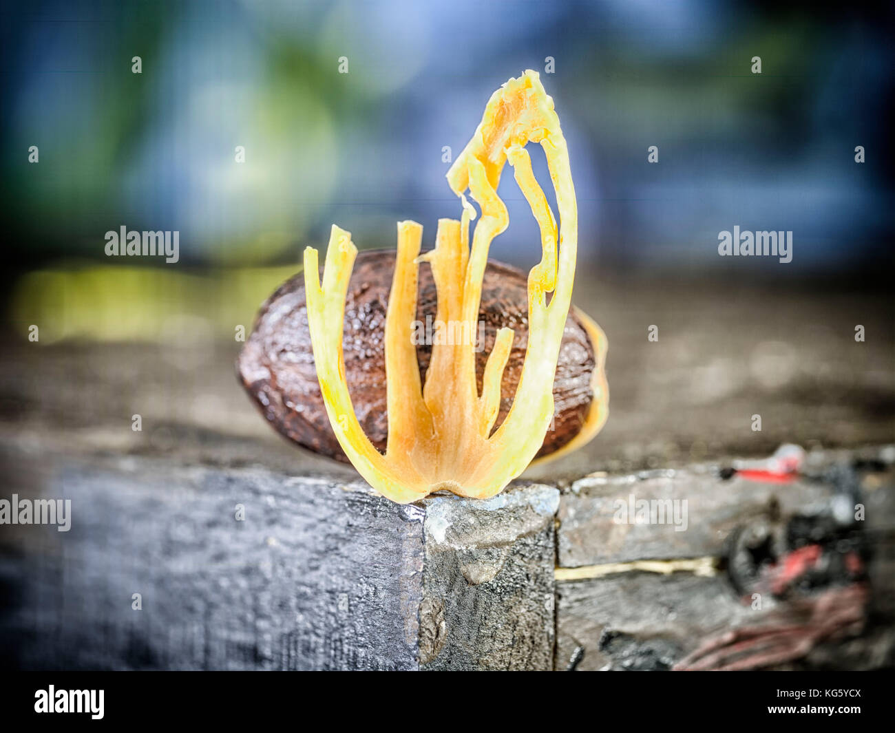 Muskatnuß und Muskatblüte leben Foto Stockfoto