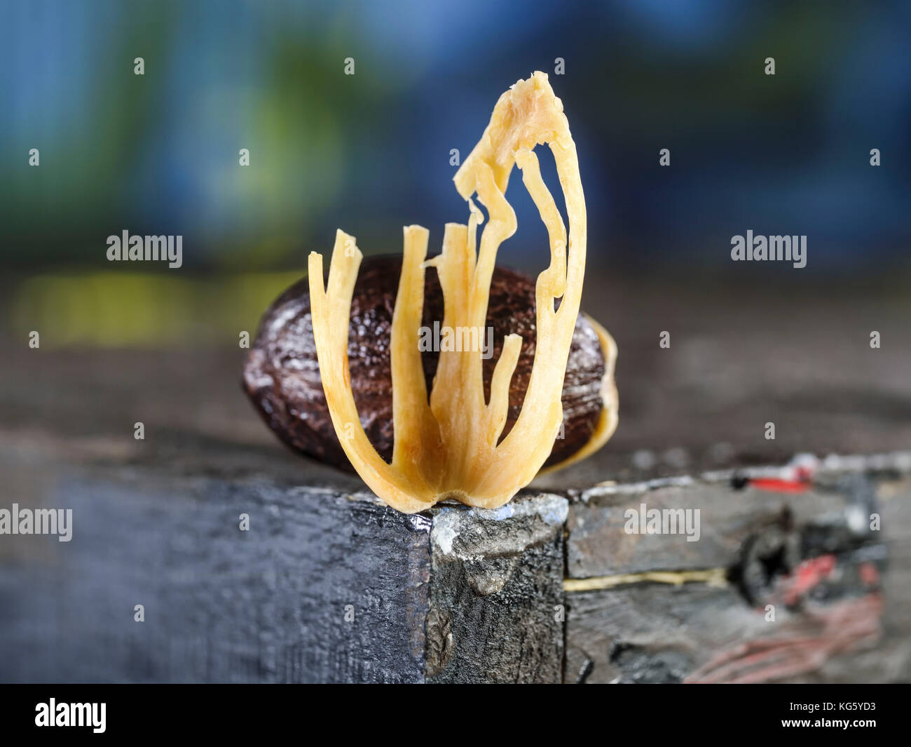 Muskatnuß und Muskatblüte leben Foto Stockfoto
