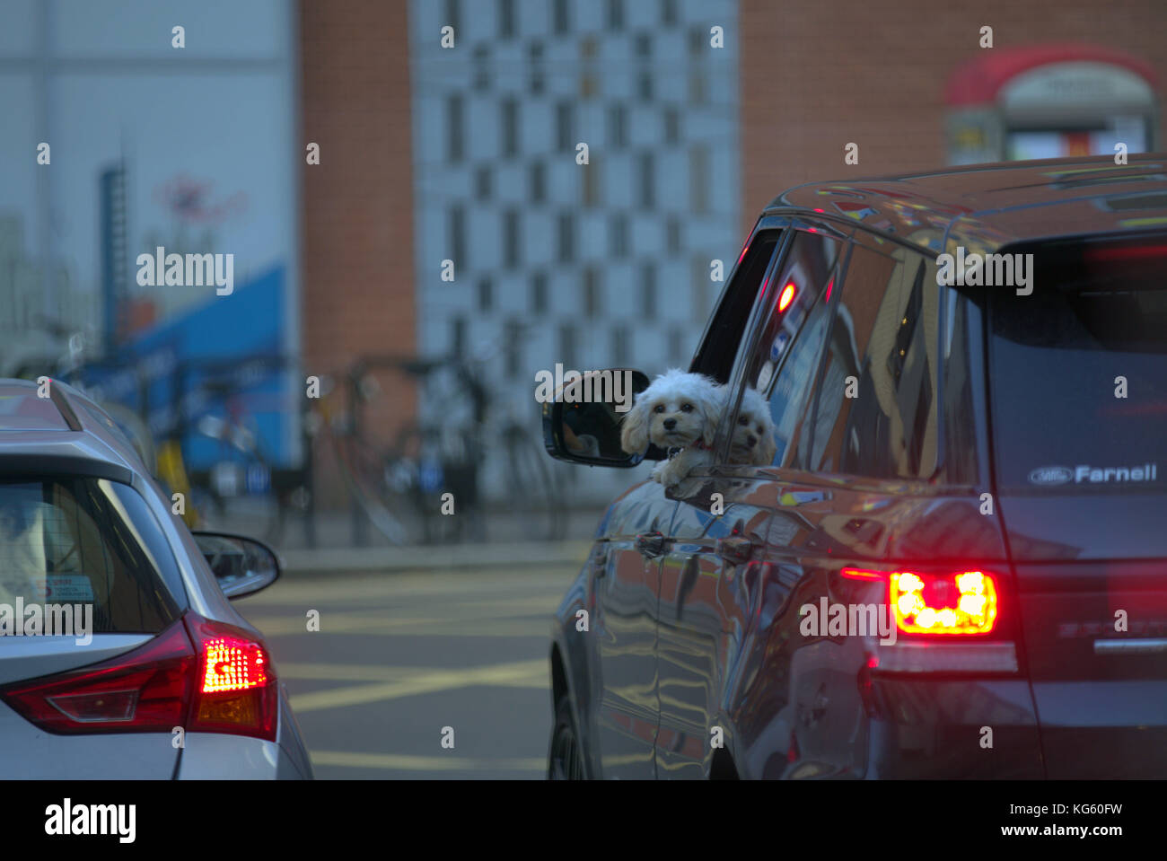 Pudel Hund mit Kopf außerhalb Auto Fenster Vordersitz an Kamera suchen Stockfoto
