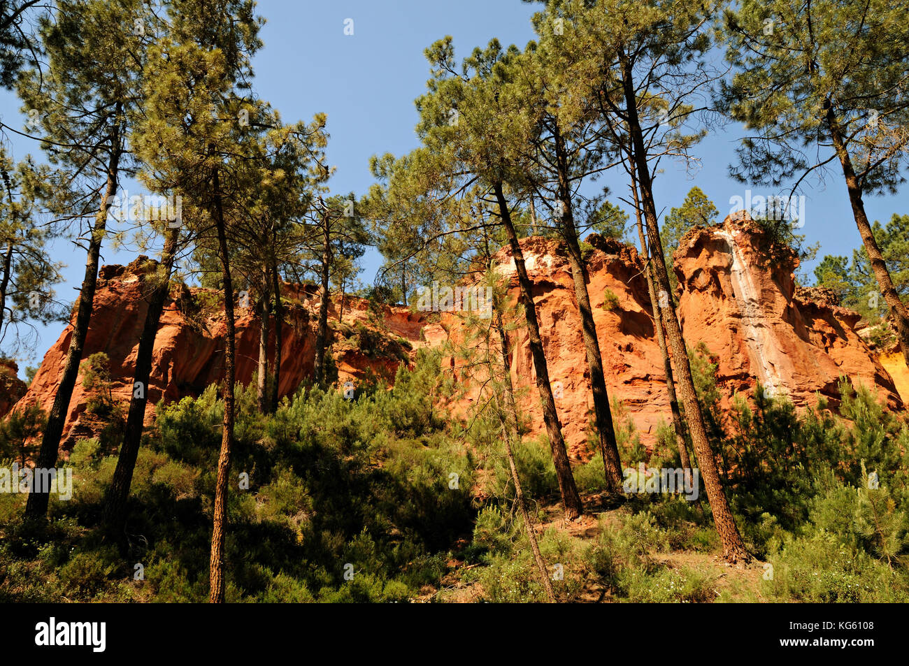 Ockerfarbenen Klippen und Pinien Wald, Roussillon, Vaucluse, Provence, Frankreich Stockfoto