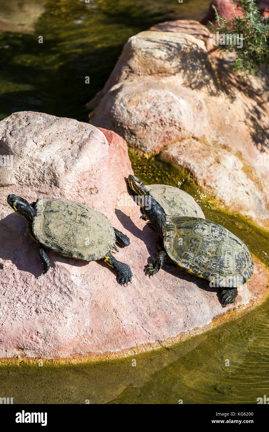 TORTUE DE FLORIDE , trachemys scripta scripta / trachemys scripta elegans Stockfoto