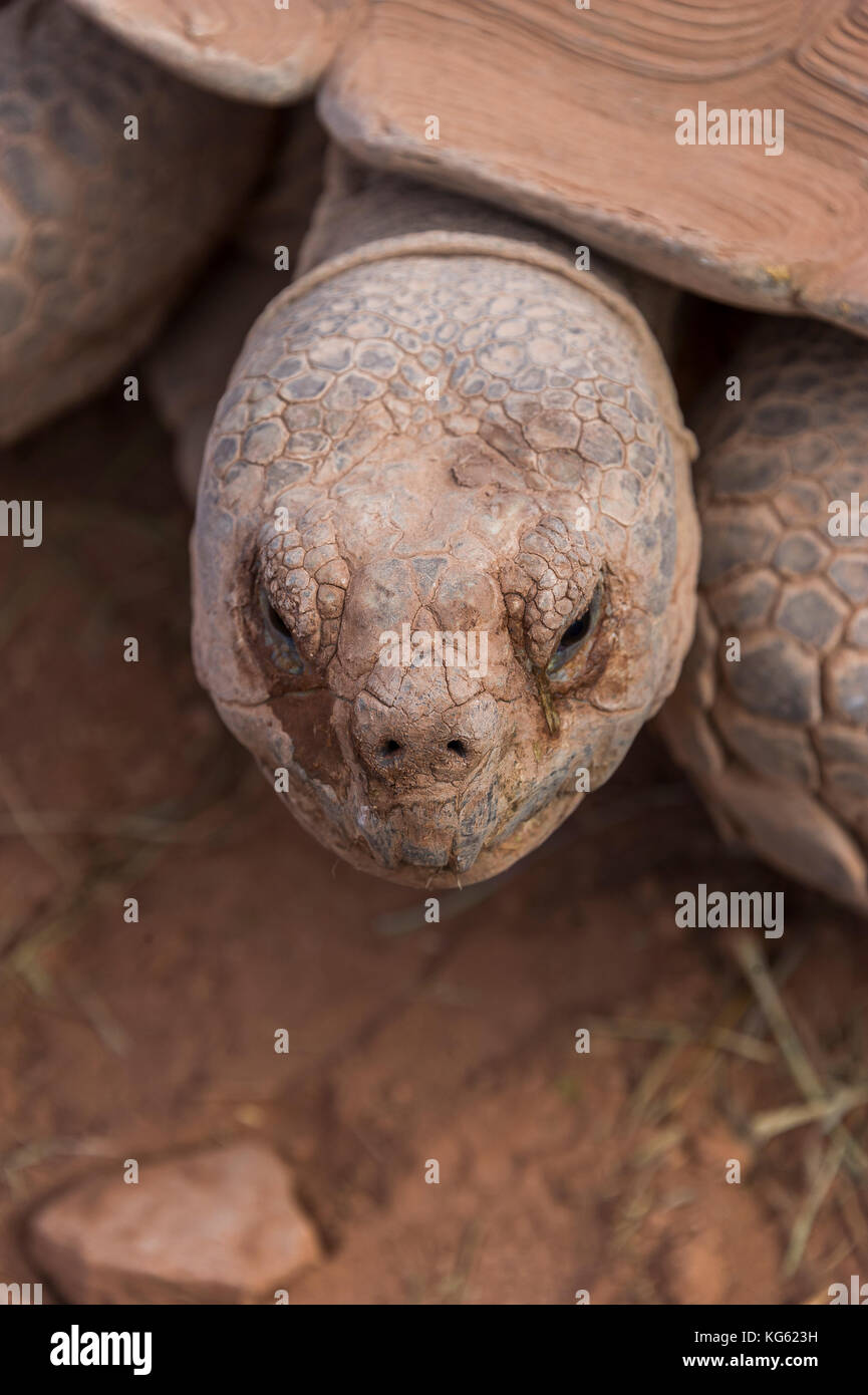 TORTUE SILLONNEE Stockfoto