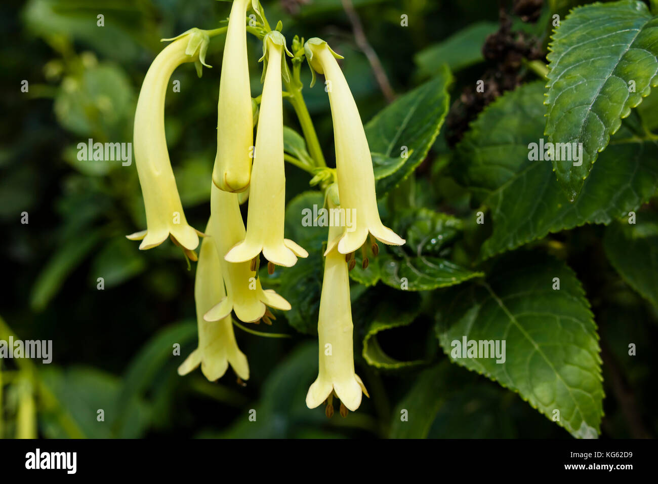 Kleine hängenden röhrenförmigen Blüten von Phygelius aequalis oder Cape Figwort. Stockfoto