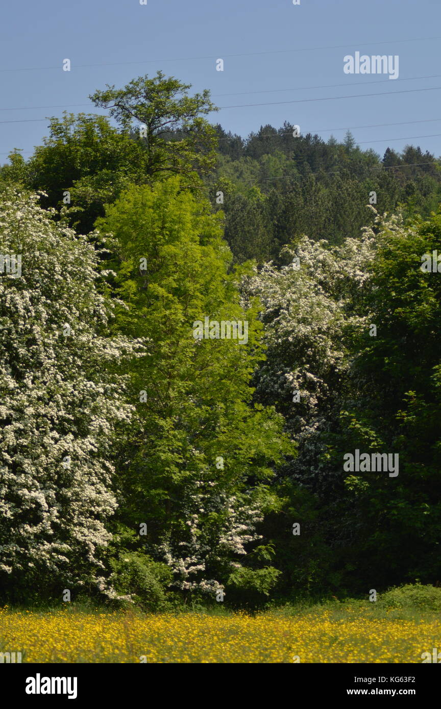 Bäume im Frühling voller Blüte Stockfoto