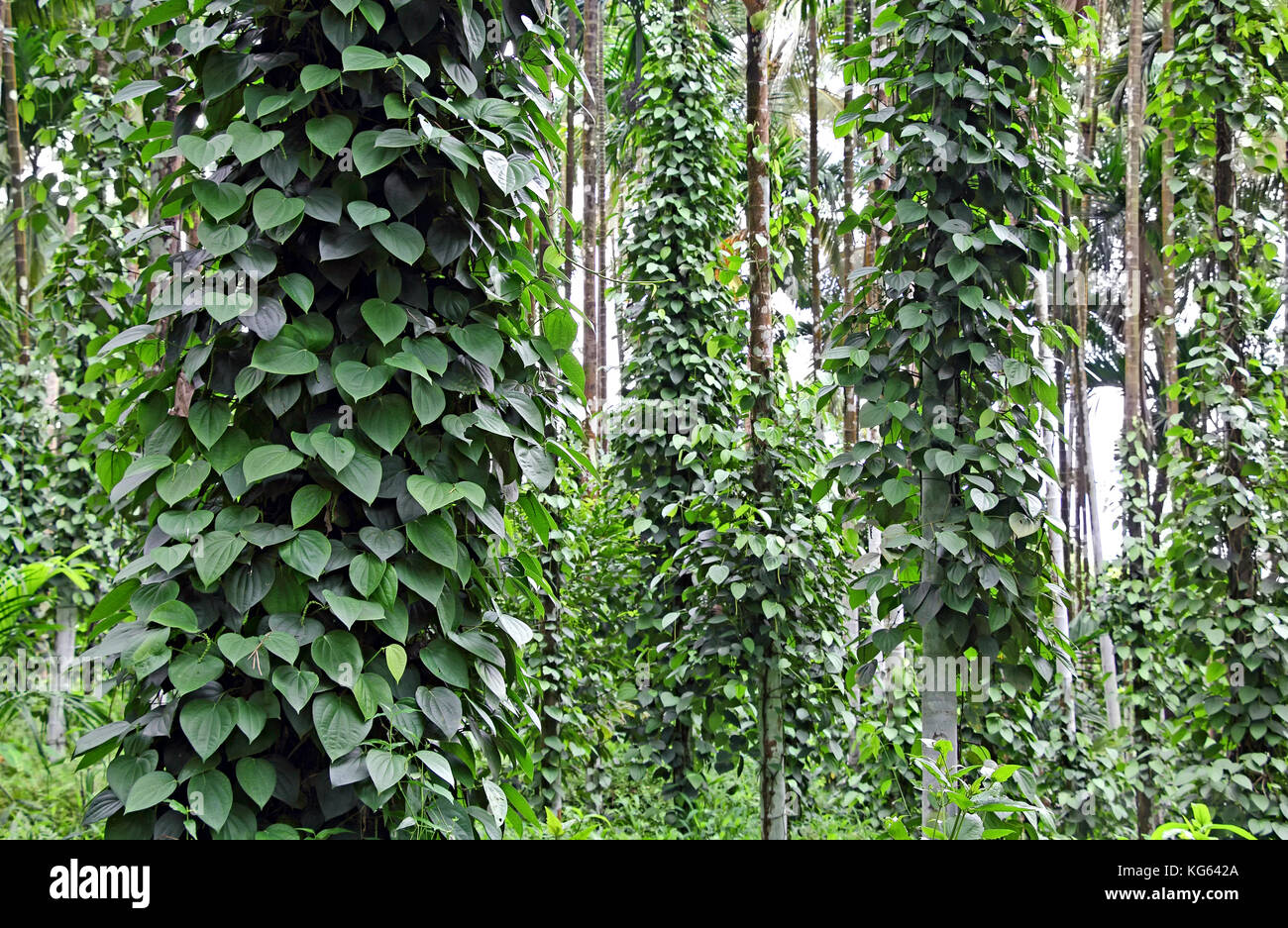 Schwarzer Pfeffer, Piper nigrum, Pflanzen wachsen in der Plantage in Goa, Indien. die Reben, unterstützt von großen Bäumen. schwarzer Pfeffer ist das Meistgehandelte spice Stockfoto