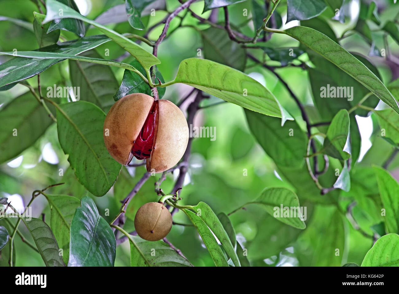Gespaltene und reife Muskatnusskerne bereit für die Ernte in einer Pflanze im Bundesstaat Kerala, Indien. Ein tropisches Gewürz mit zwei verschiedenen Geschmacksrichtungen, in der Gattung Myristica. Stockfoto