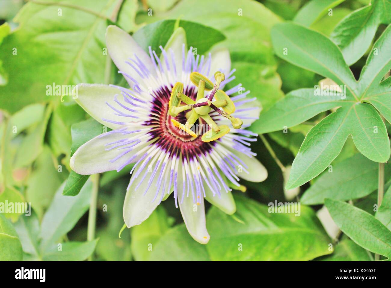 Passionsfrucht Passiflora Blume Blume makro Lager, Foto, Photo, Bild, Bild, Stockfoto