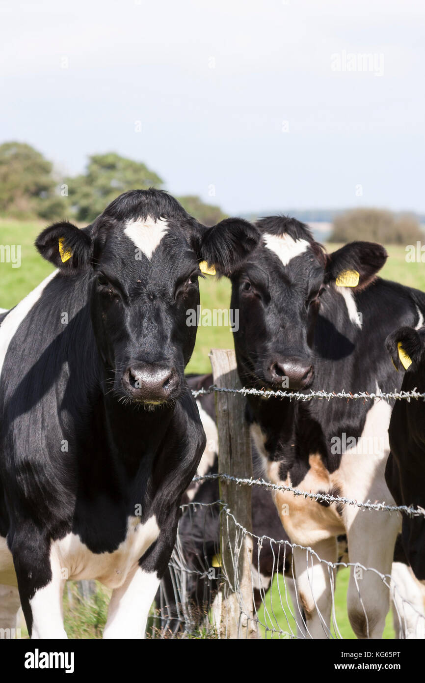 Holstein - friesische Milchkühe im Feld Stockfotografie - Alamy
