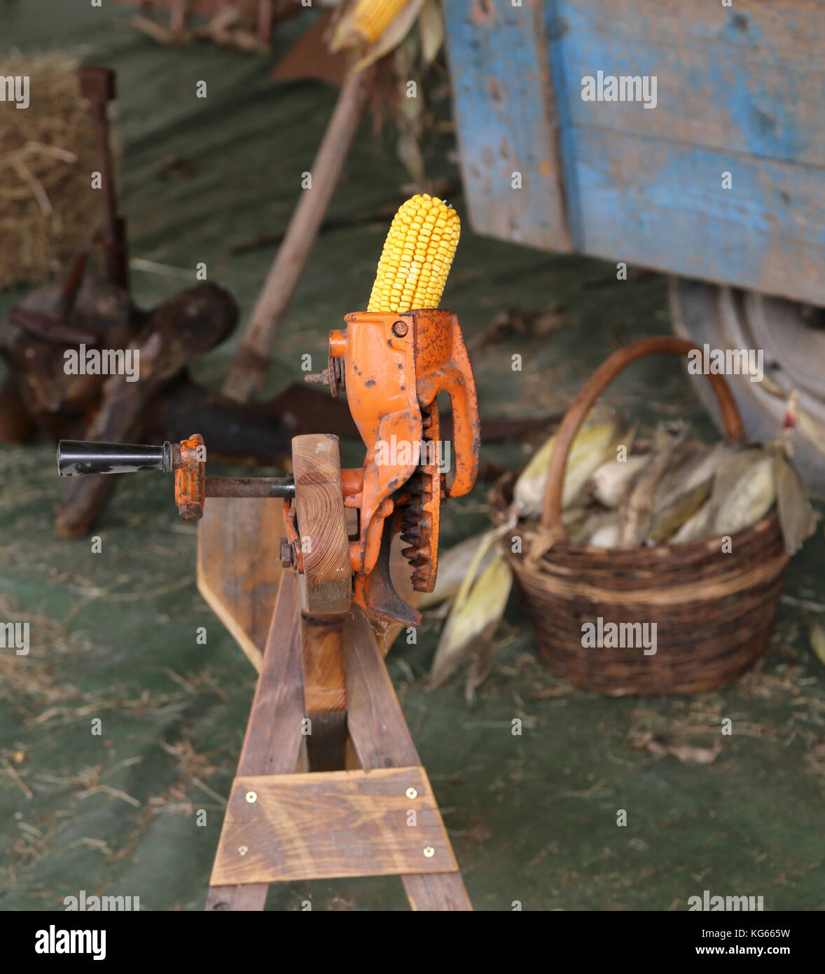 Gelbe Maiskolben in einer alten Maschine die Samen irgendwann genannt Shredder zu entfernen. Stockfoto